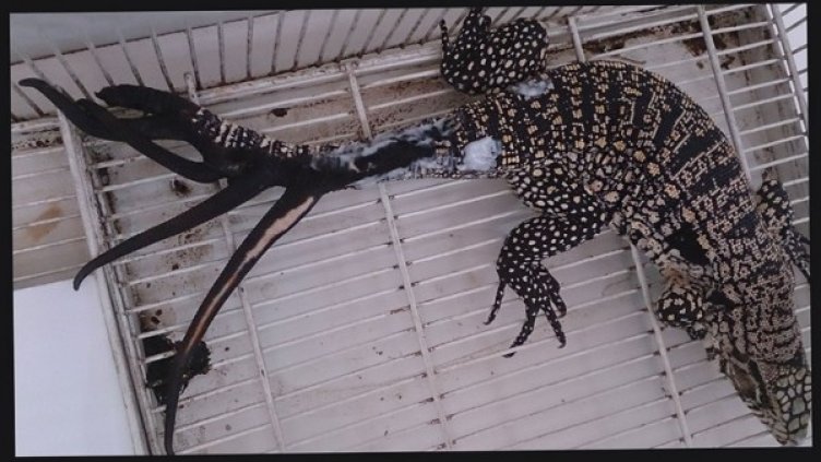 Снимка: New scientist