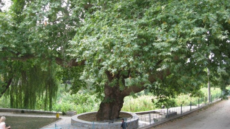 400-годишният чинар в с. Годешево, обл. Благоевград.