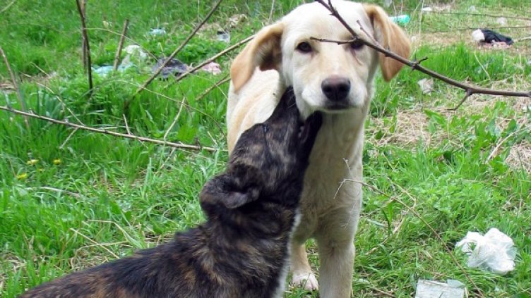 Снимка: архив Булфото