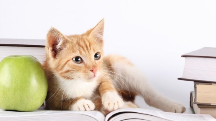 Снимка: photl.com