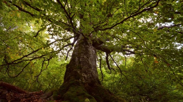 Снимка: Булфото