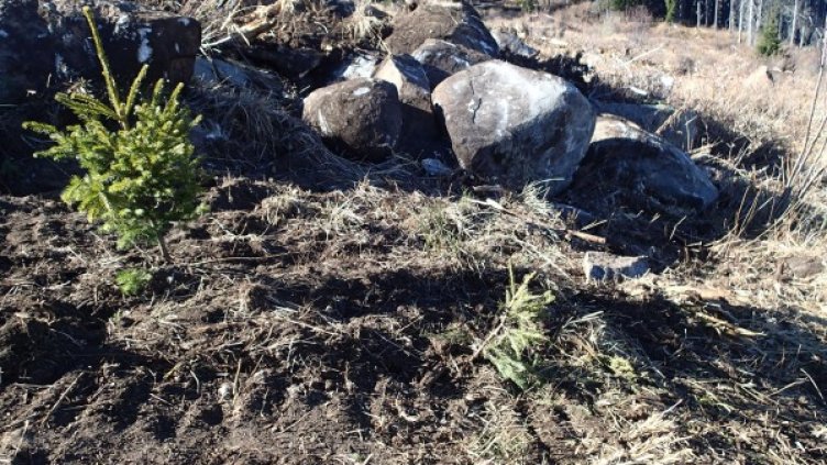 Млада гора изтръгната край "Витошко лале"