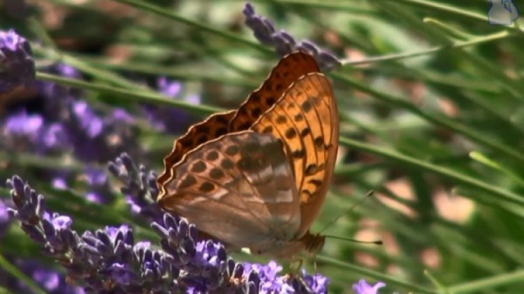 Снимка: bgonair.bg