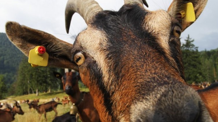 Снимка: Gettyimages