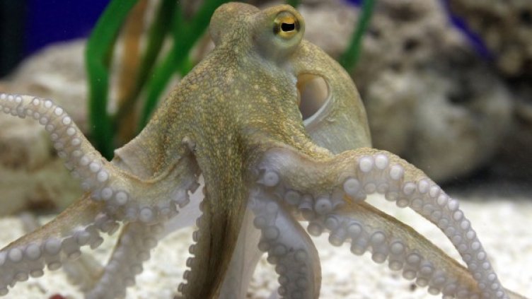 Снимка: Reuters, архив