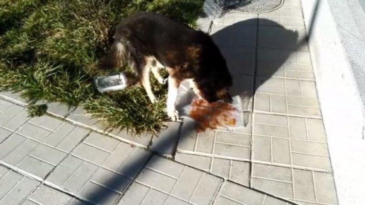 Снимка: Dnes.bg