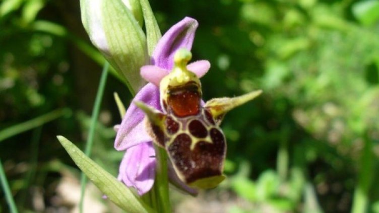 Снимка на дребнолистния дремник (Epipactismicrophylla)