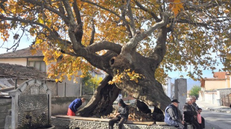 Дърво на 8 века. Приютило и пещ, и кланица