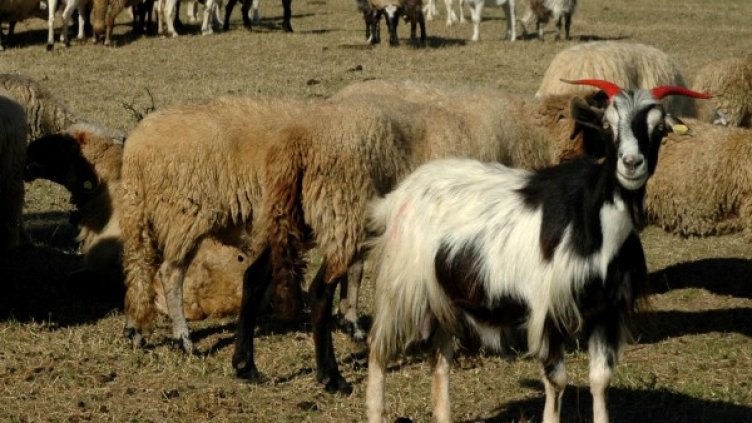 Снимка: Булфото