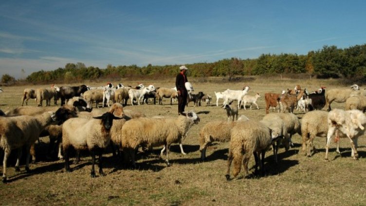 Снимка: архив, Булфото