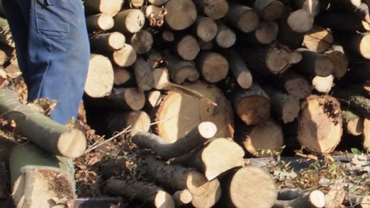 Снимка: архив, БулФото