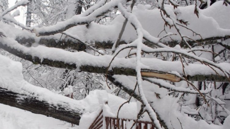 Снимка: архив Булфото