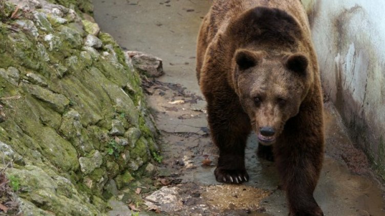 Снимка: архив, БулФото