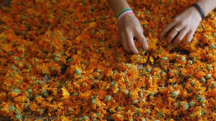 Хомеопатията подпомага имунитета, той е важният!