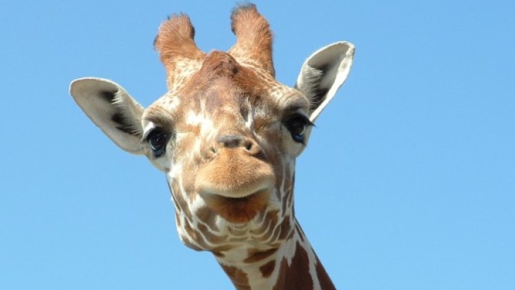 Снимка: freeimages.com