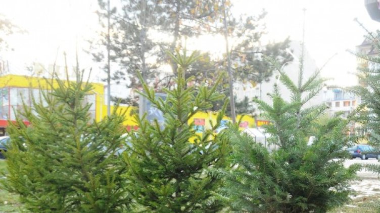 Снимка: Булфото, ахрив