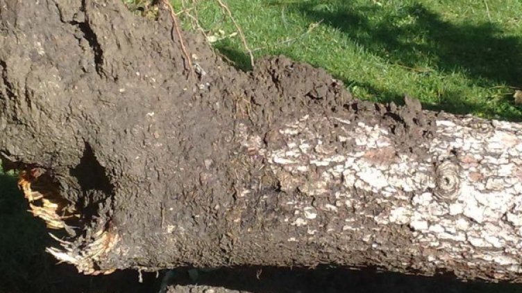 Снимка: Архив Булфото