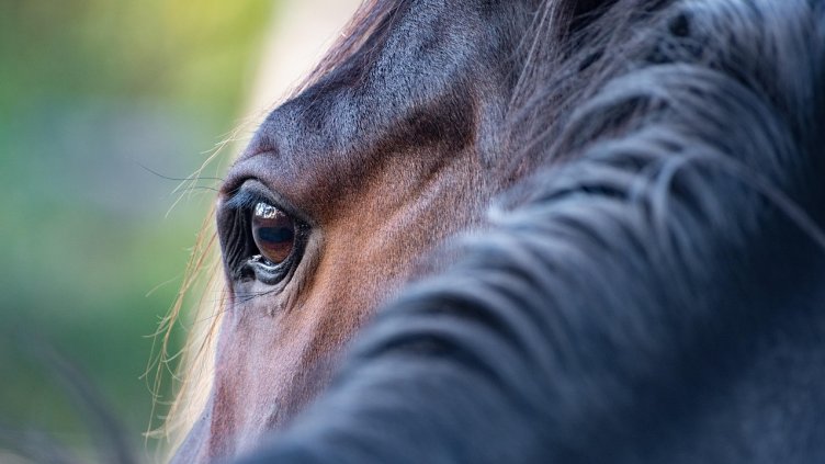 Снимка на wal_172619 от Pixabay