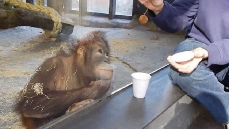 Снимка: Кадър Youtube