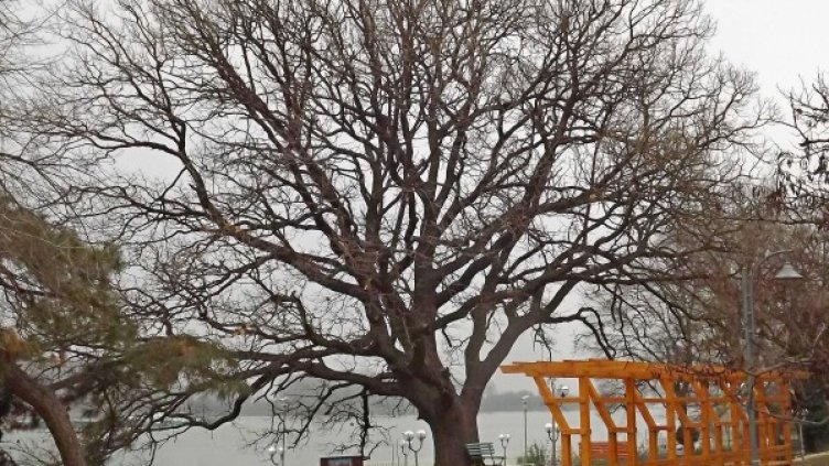 Снимка: Булфото, ахрив