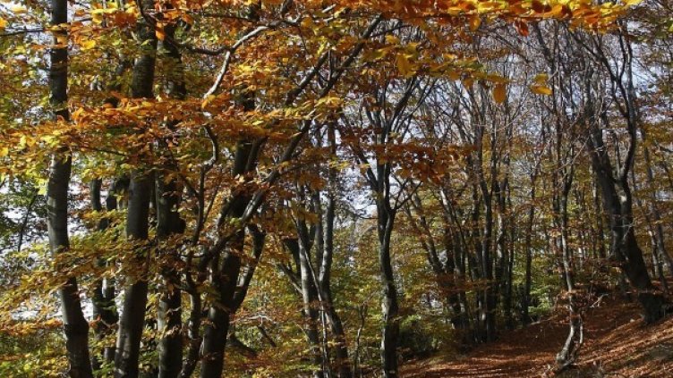 Снимка: Булфото, архив