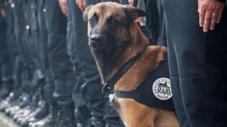 Кучето Дизел. Снимка: Twitter