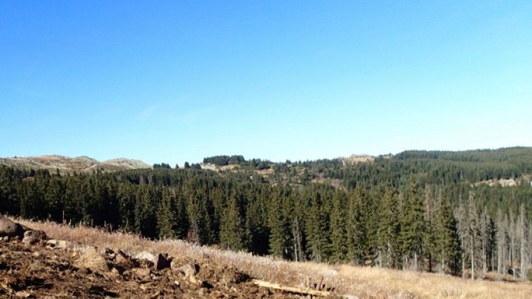 Снимка: Булфото