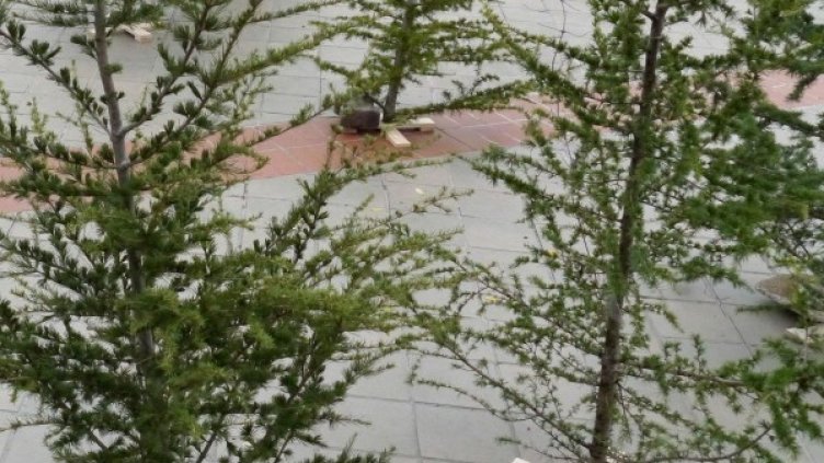 Снимка: Архив Булфото