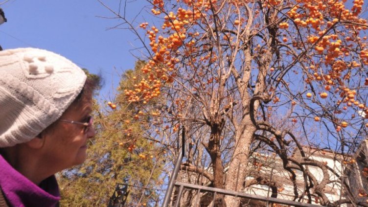 Рекордно топлият декември ни предложи и подобна гледка в Бургас - райска ябълка с плодове. Снимка: Булфото, архив