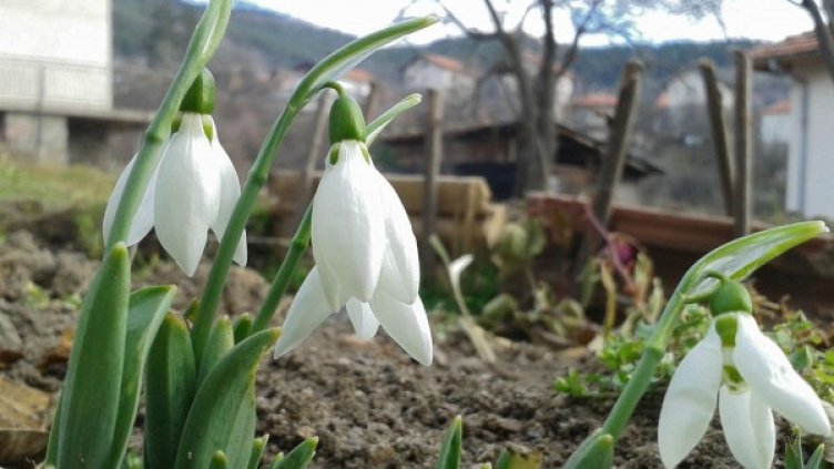 Снимка: Булфото