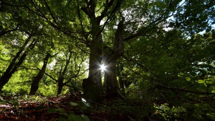 Снимка: Архив Bulphoto