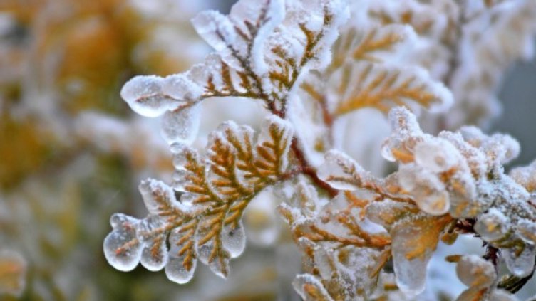 Снимка: архив, БулФото