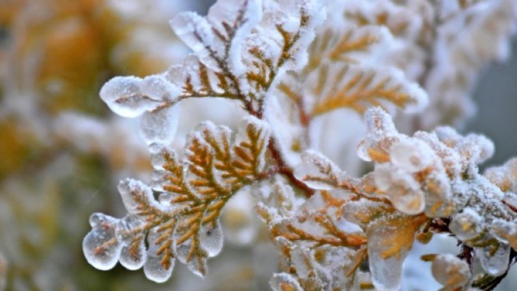 Снимка: архив, БулФото
