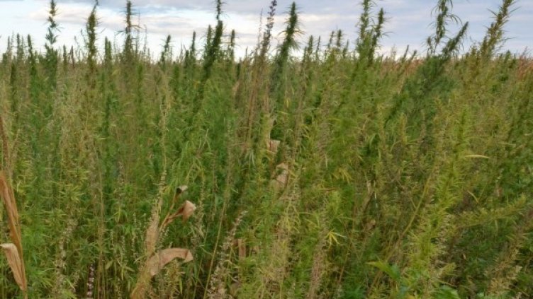 Снимка: Булфото, архив