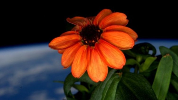 Цвете в Космоса цъфна, ред е на доматите