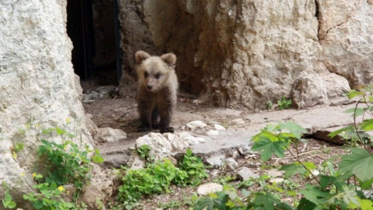 Снимка: Булфото, архив