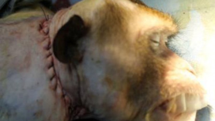 Снимка: Twitter