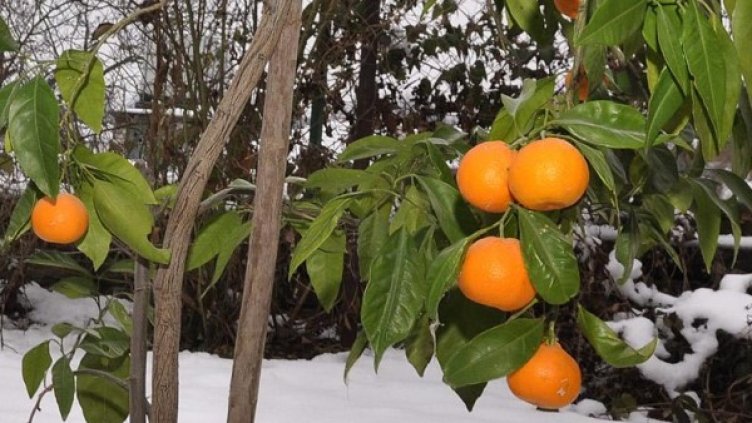 Снимка: Булфото