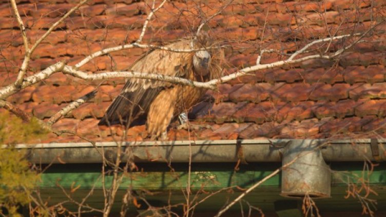 Снимка: ФДФФ