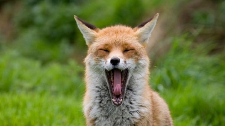 Снимка: flickr