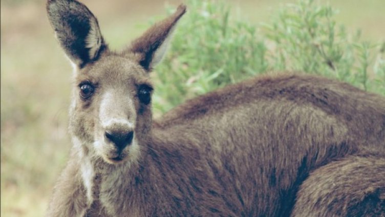 Снимка: flickr