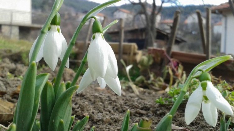 Снимка: Булфото, ахрив