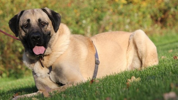 Снимка: flickr