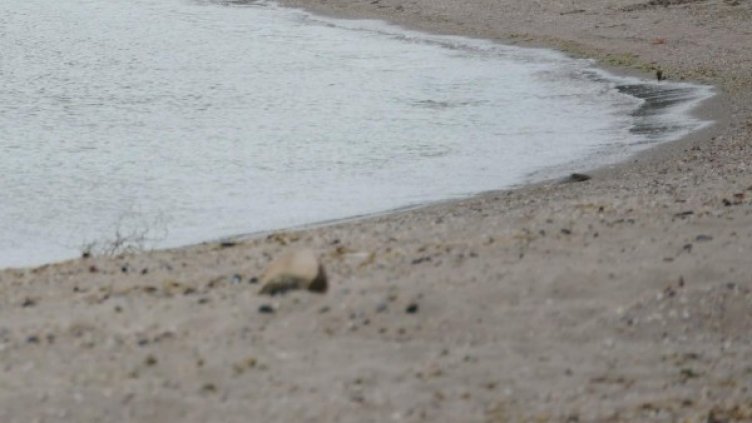 Снимка: архив, Булфото