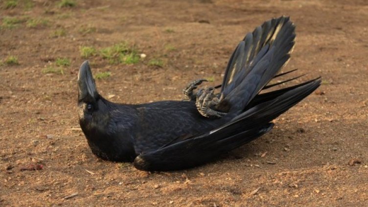 Снимка: Facebook