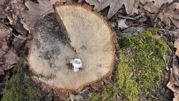 Снимка: Булфото, архив