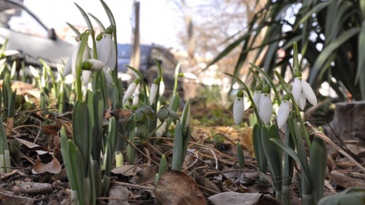 Снимка: архив Булфото