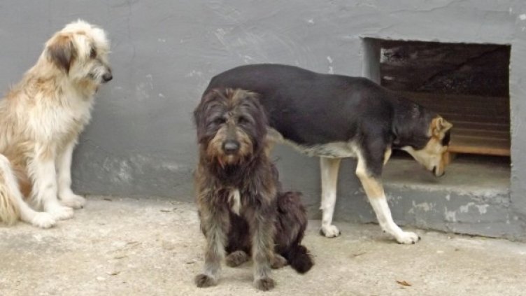 Снимка: архив, БулФото