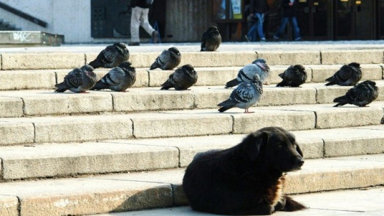 Снимка: Bulphoto, архив