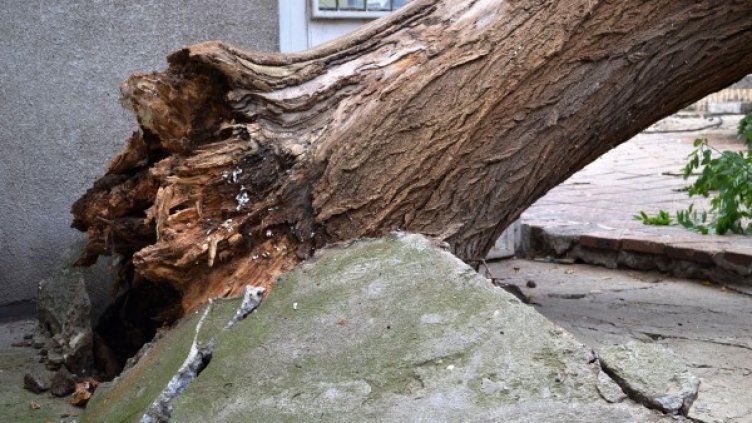 Снимка: Булфото, ахрив